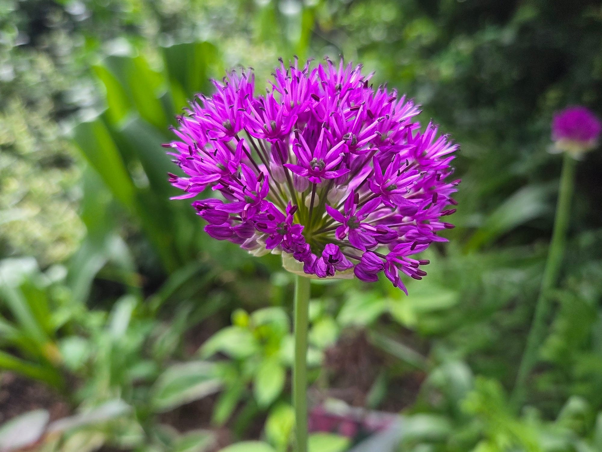 A purple allium in full bloom against soft green garden foliage.